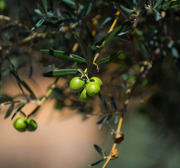 Gu'ia de Alhaurín el Grande - Extensos olivares a lo largo de Alhaurín